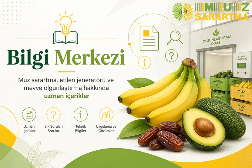 Hurma etilen gazına nasıl tepki verir?