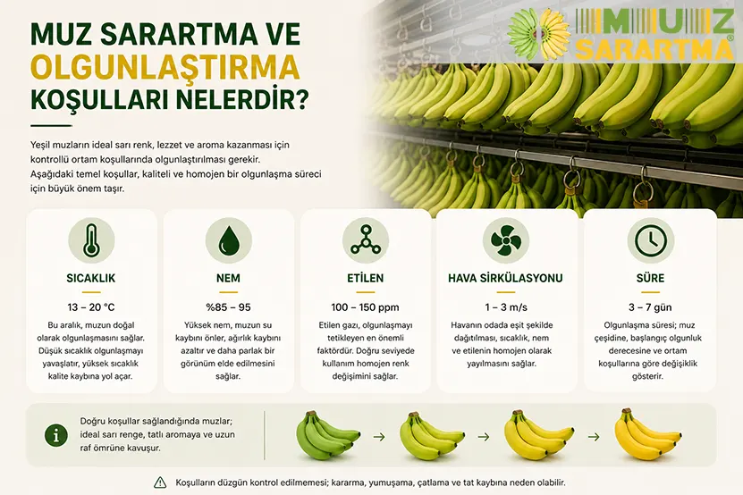 Muz Sarartma ve Olgunlaştırma Koşulları Nelerdir