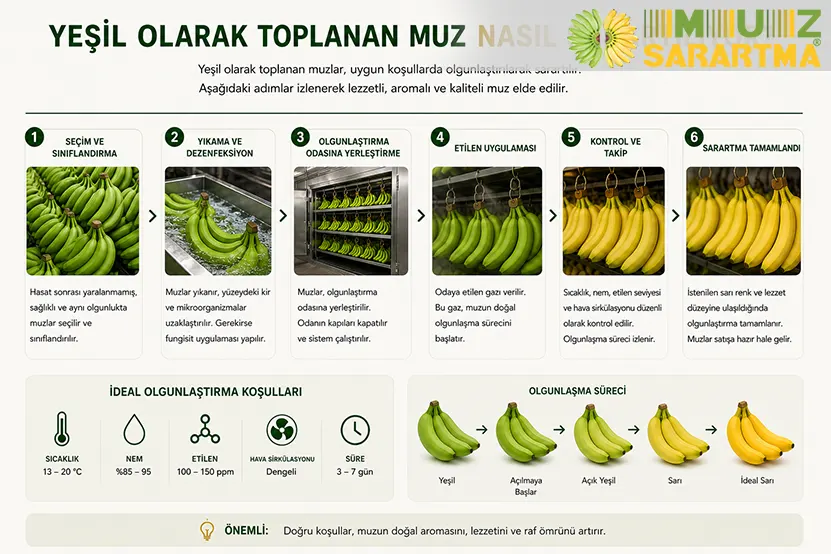 Yeşil Olarak Toplanan Muz Nasıl Sarartılıyor